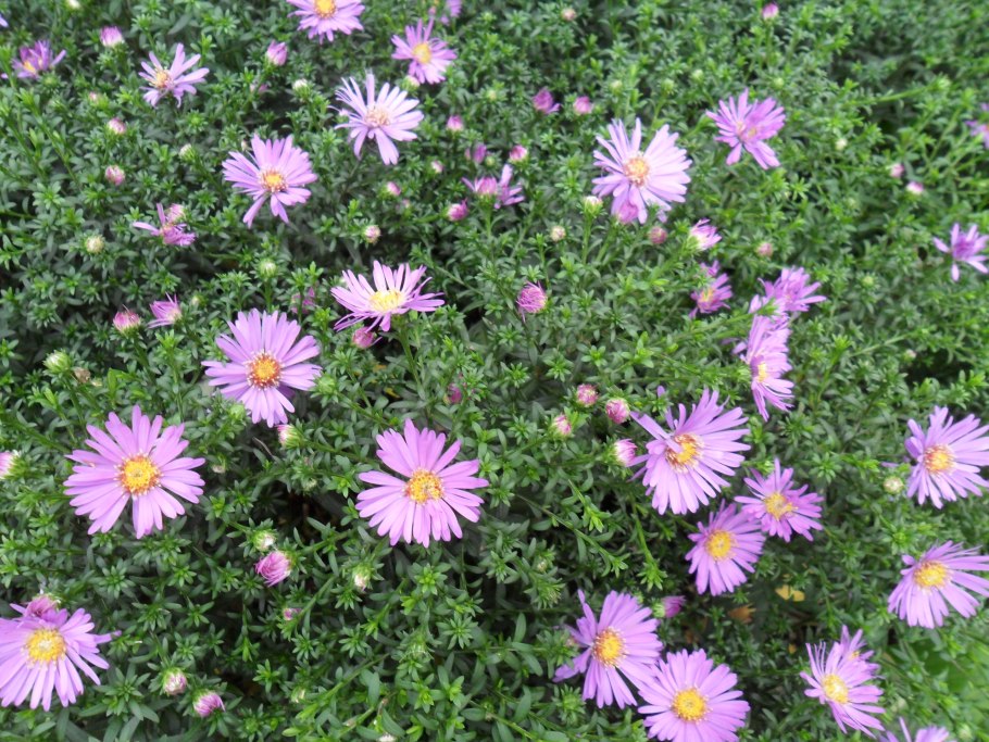 Астра Альпийская (Aster alpinum ‘Albus’)