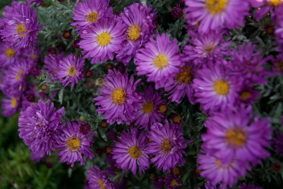 Астра кустовая многолетняя