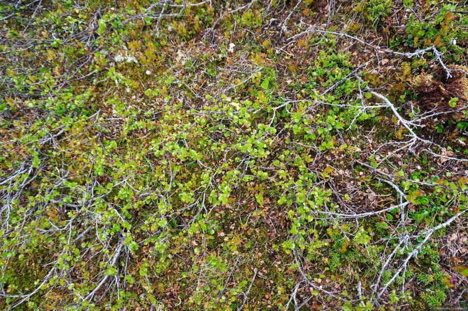Betula Nana плод