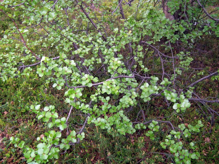 Betula Nana