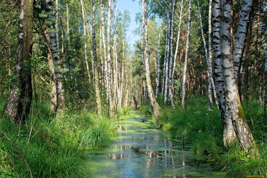 Береза железистая