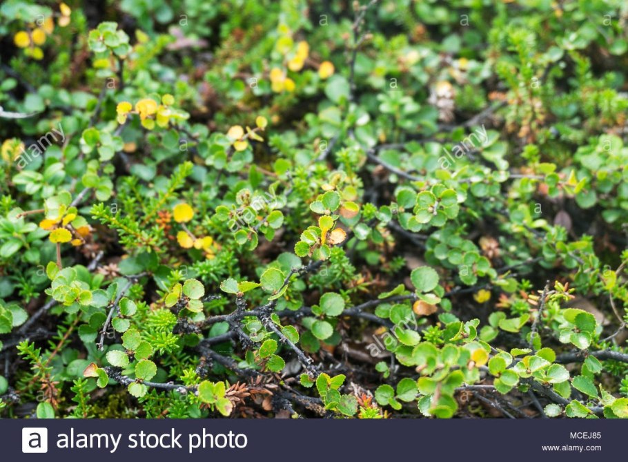 Береза приземистая (лат. Betula humilis)