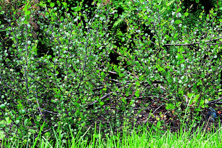 Береза карликовая Betula Nana