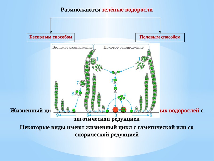 Нитчатая водоросль спирогира