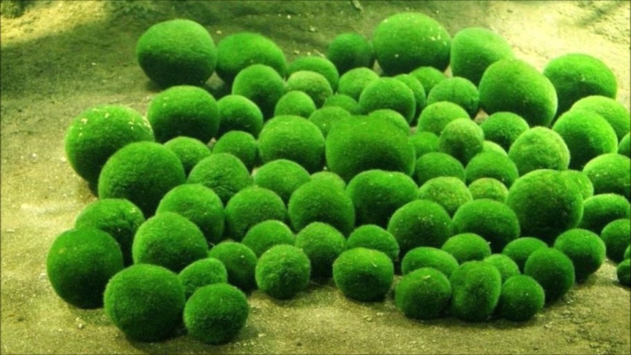 Микроводоросли Алгае