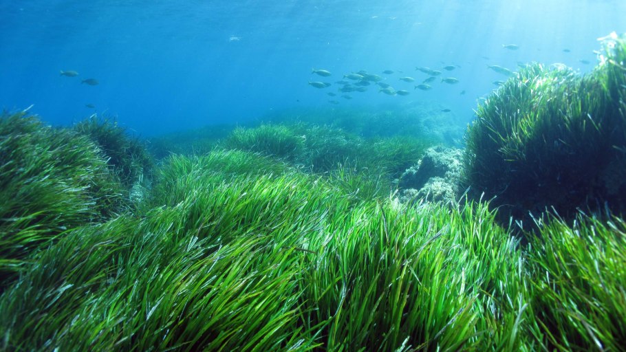 Ламинария японская морская капуста