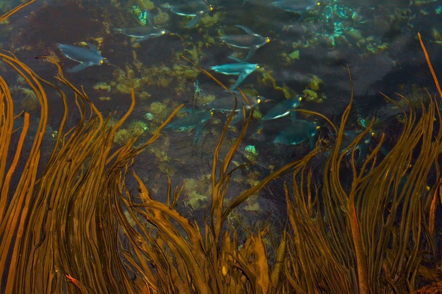 Водоросли их многообразие