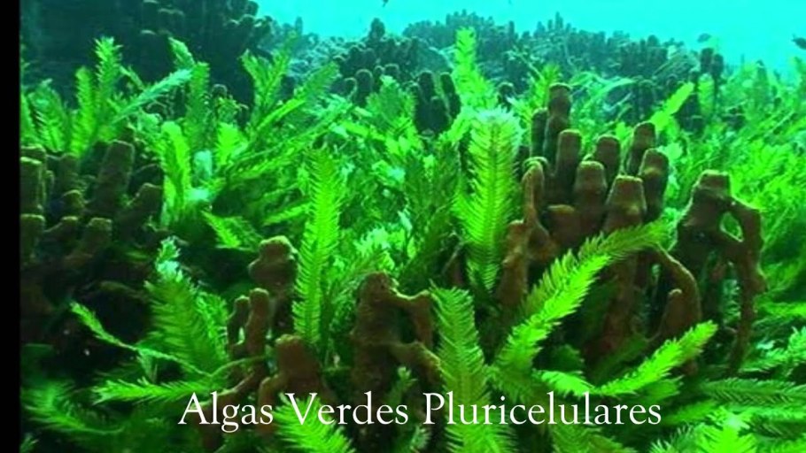 Матрикс водоросли