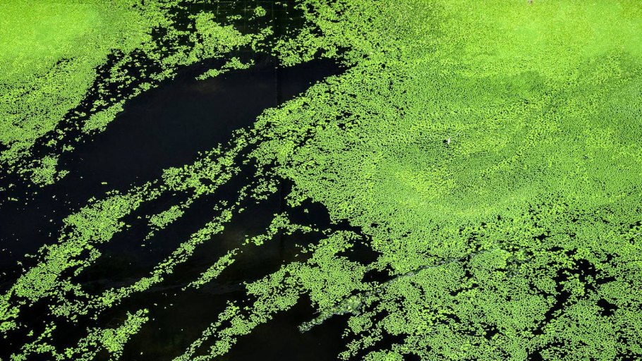 Бентосные водоросли