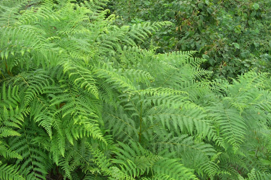 Папоротник страусник Matteuccia struthiopteris