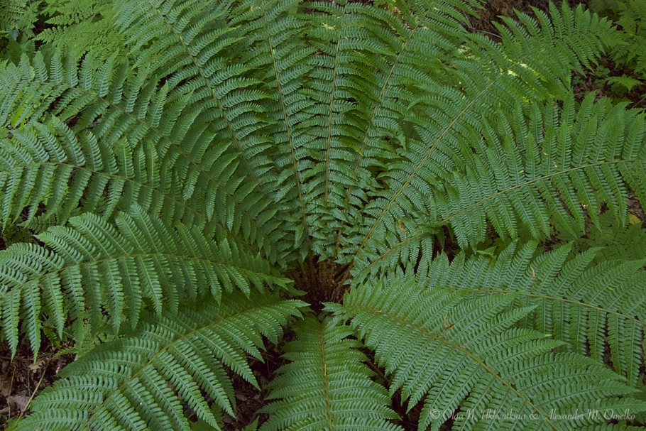 Орляк обыкновенный (Pteridium aquilinum)