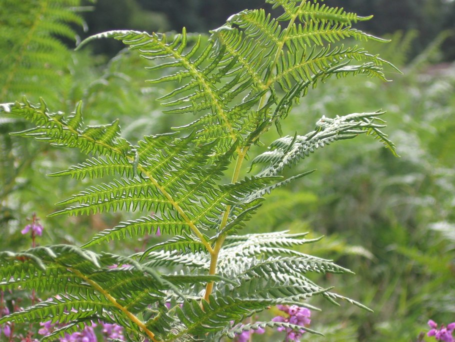Орляк обыкновенный (Pteridium aquilinum)