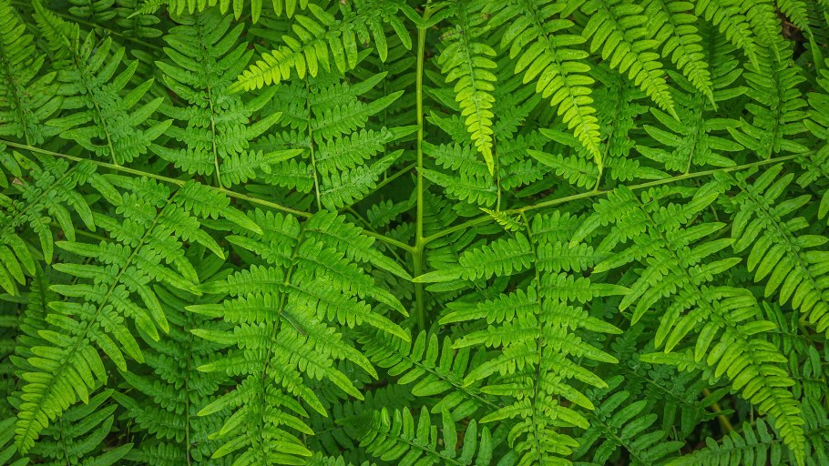 Dryopteris filix-mas