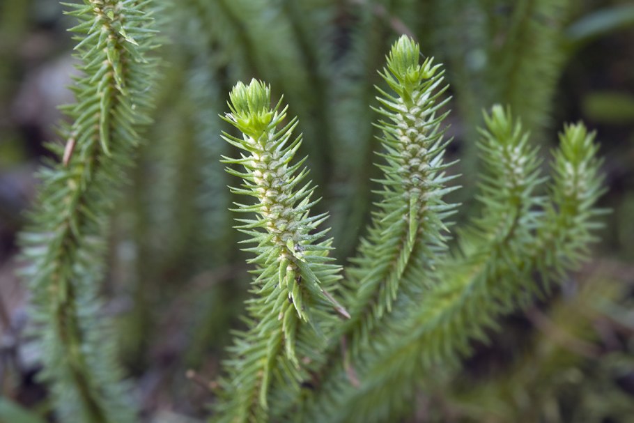 Баранец обыкновенный гербарий