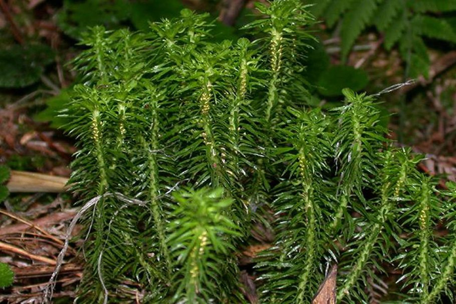 Баранец обыкновенный (Huperzia selago)