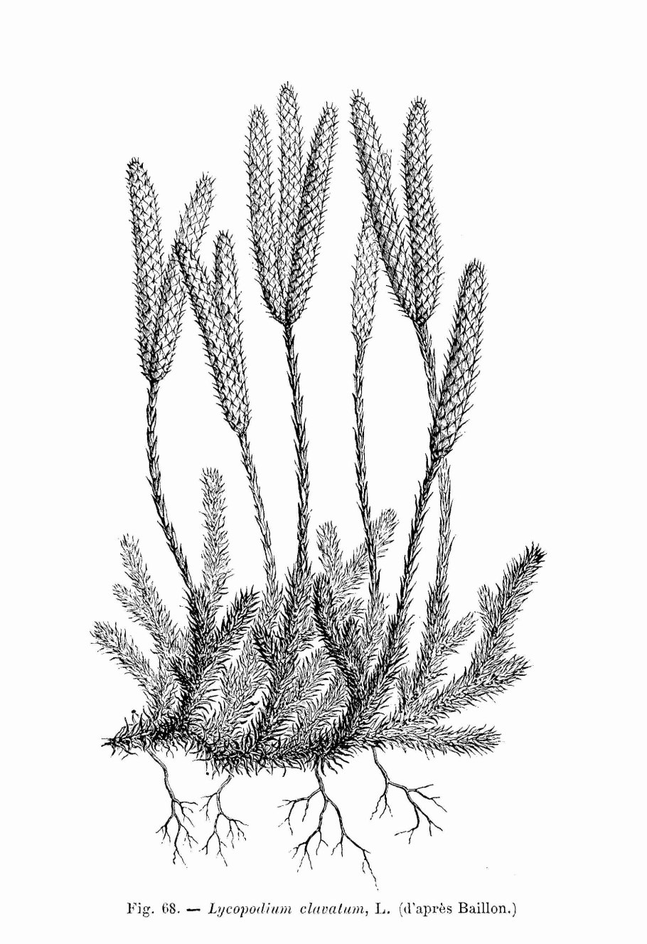 Ликоподиум плаун