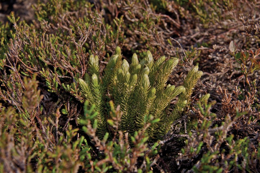 Плаун Баранец род