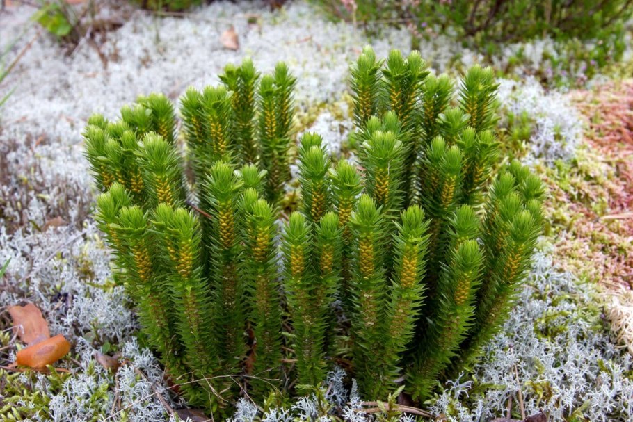 Баранец обыкновенный(Huperzia selago l.)