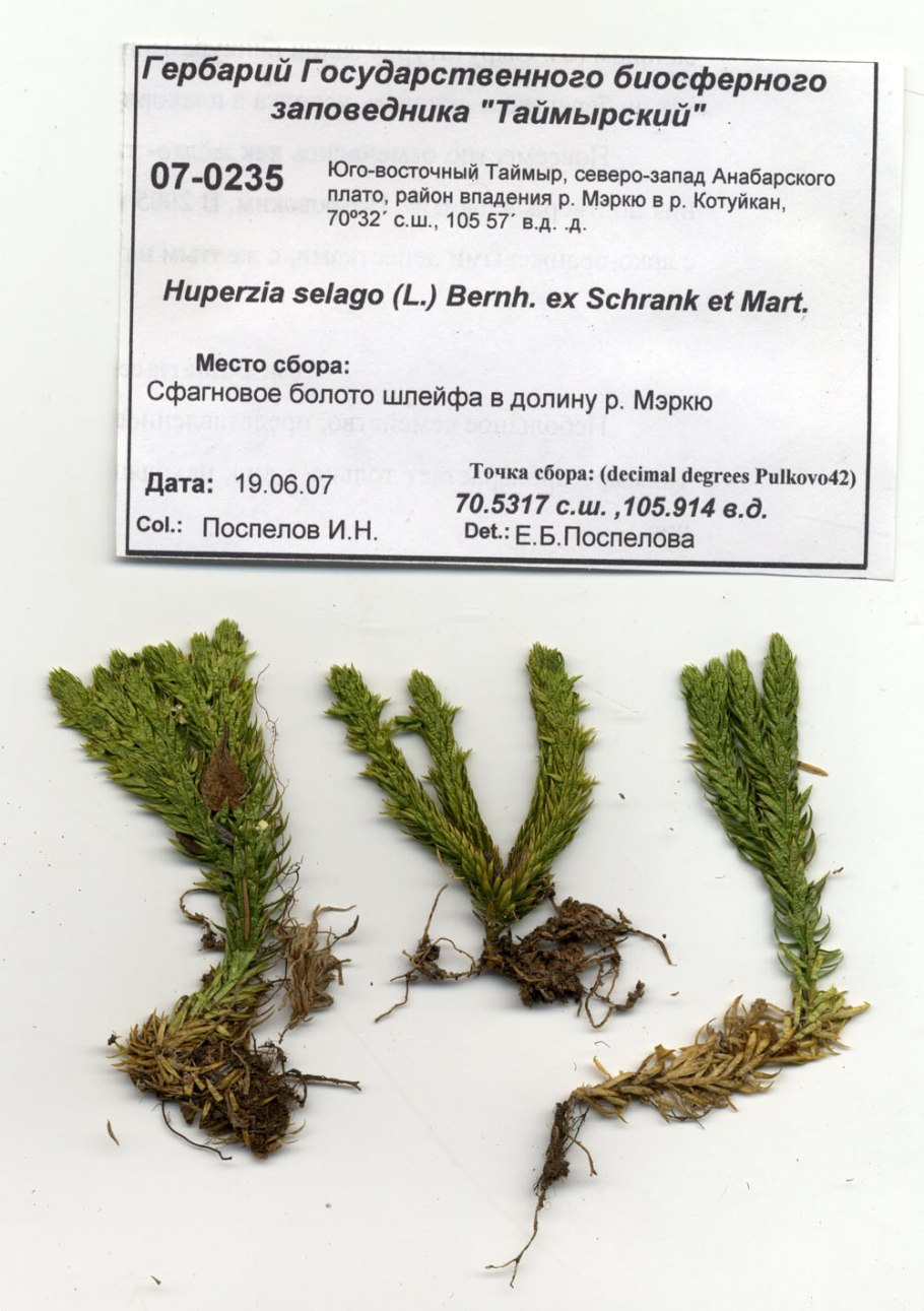 Плаун булавовидный (Lycopodium clavatum)