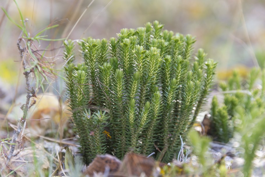 Плаун-Баранец Huperzia selago