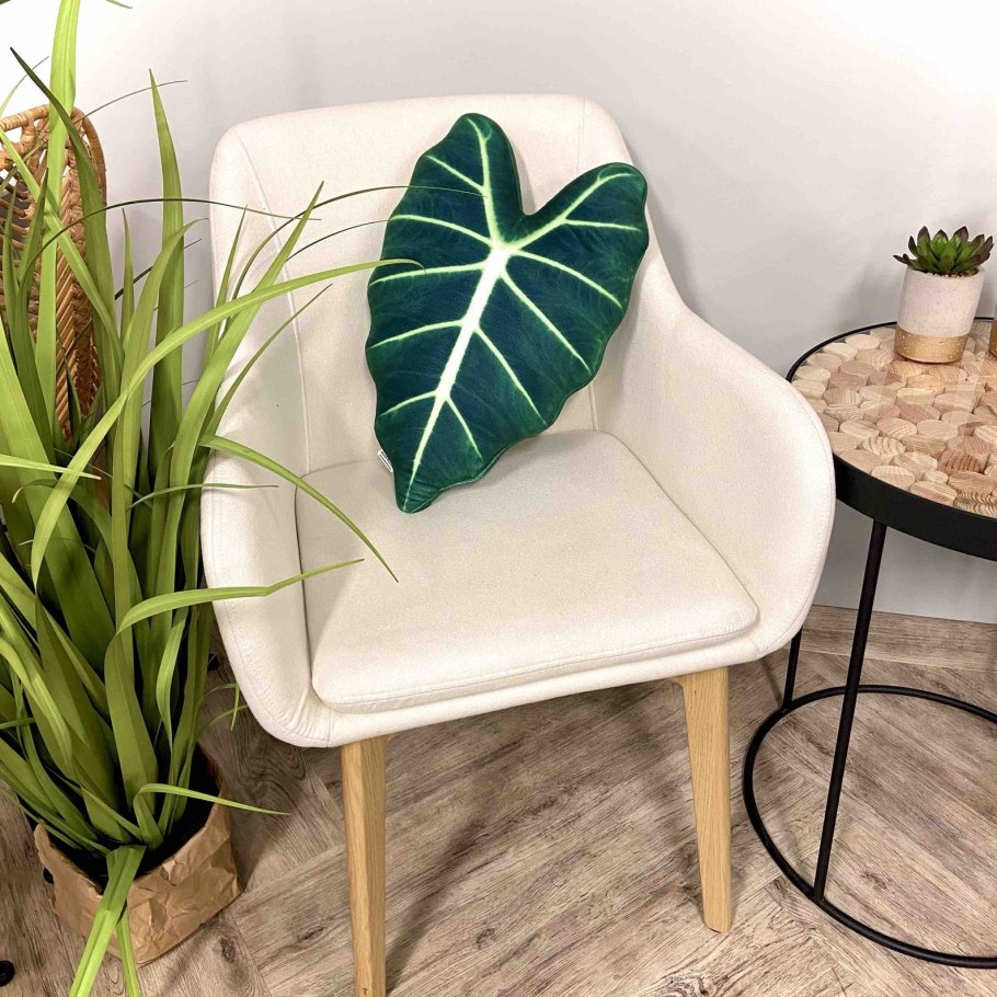 Alocasia Frydek
