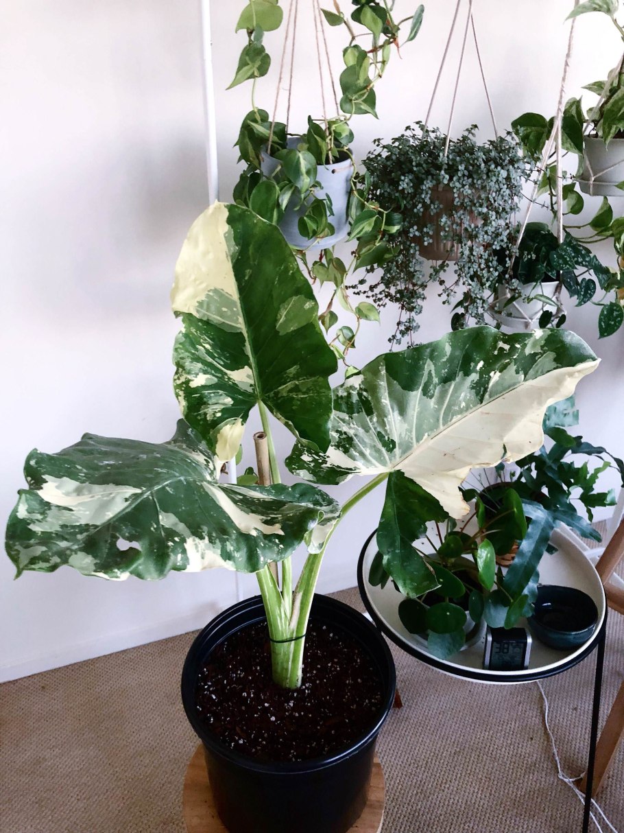 Alocasia Azlanii