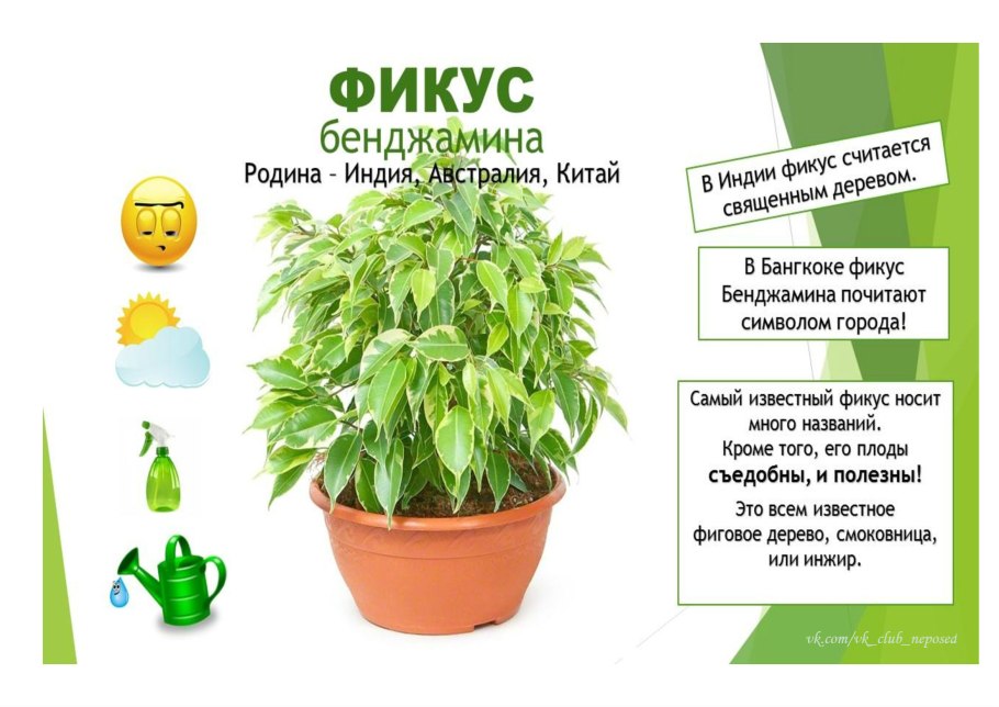 Комнатные цветы с названиями