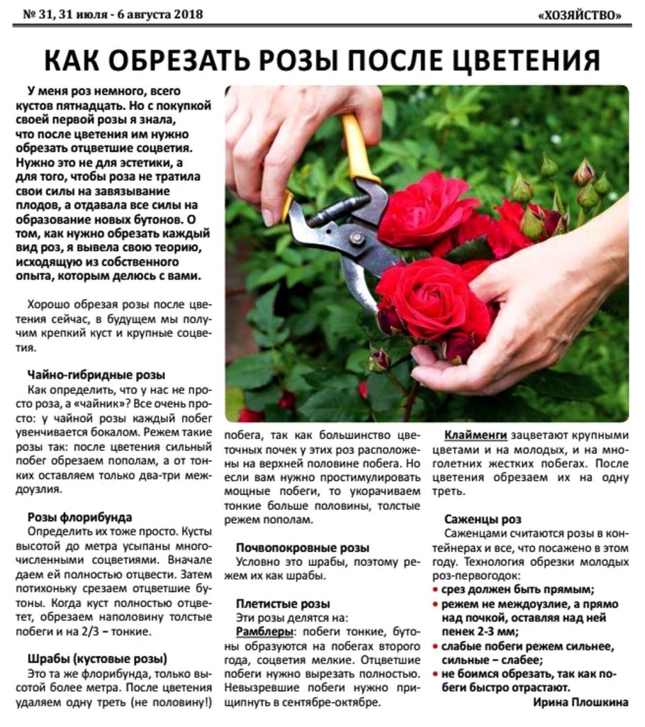 Подкормка роз весной