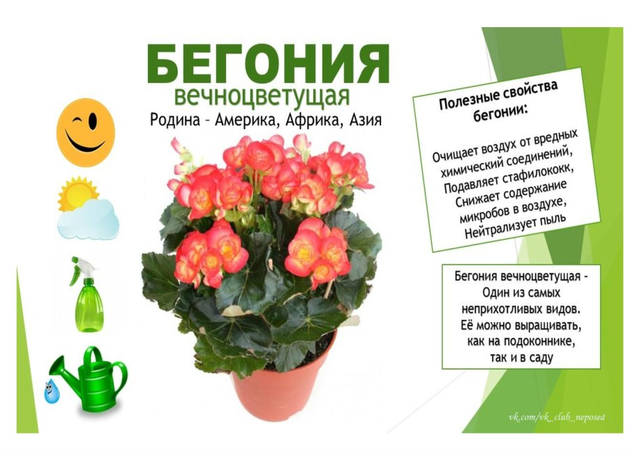 Хоста ползучая