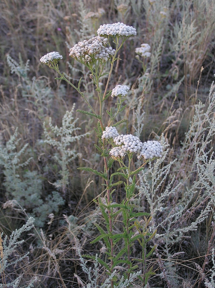 Тысячелистник щетинистый — Achillea setacea