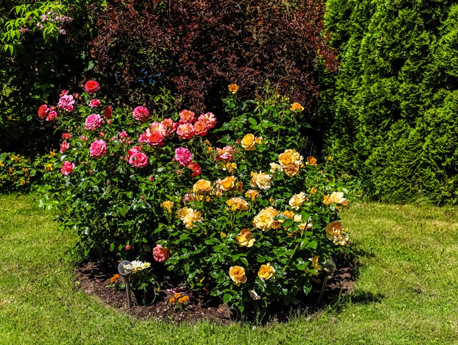 Кустарниковые розы