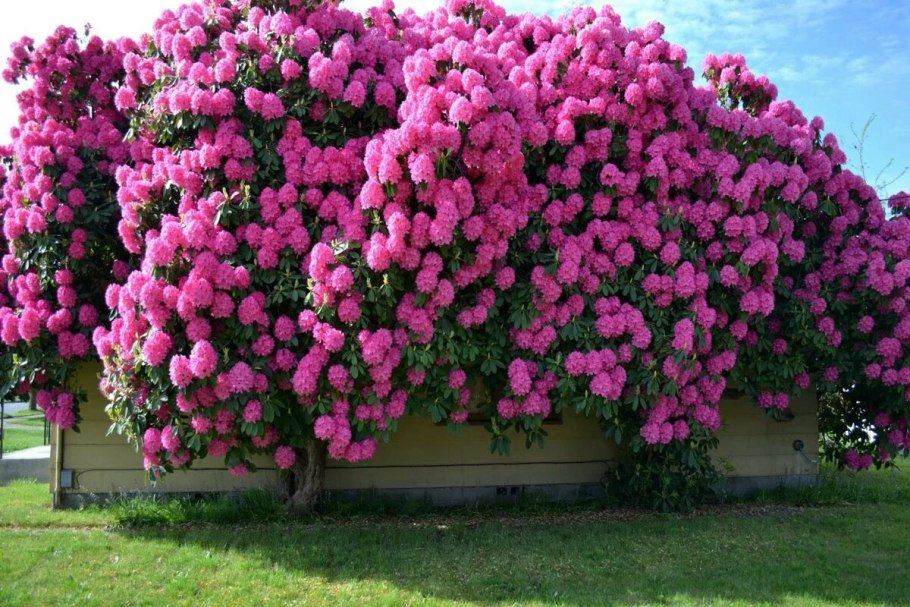 Роза плетистая ФОМОСТА