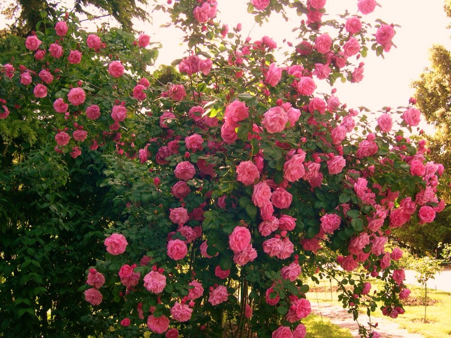 Роза куст Medeo