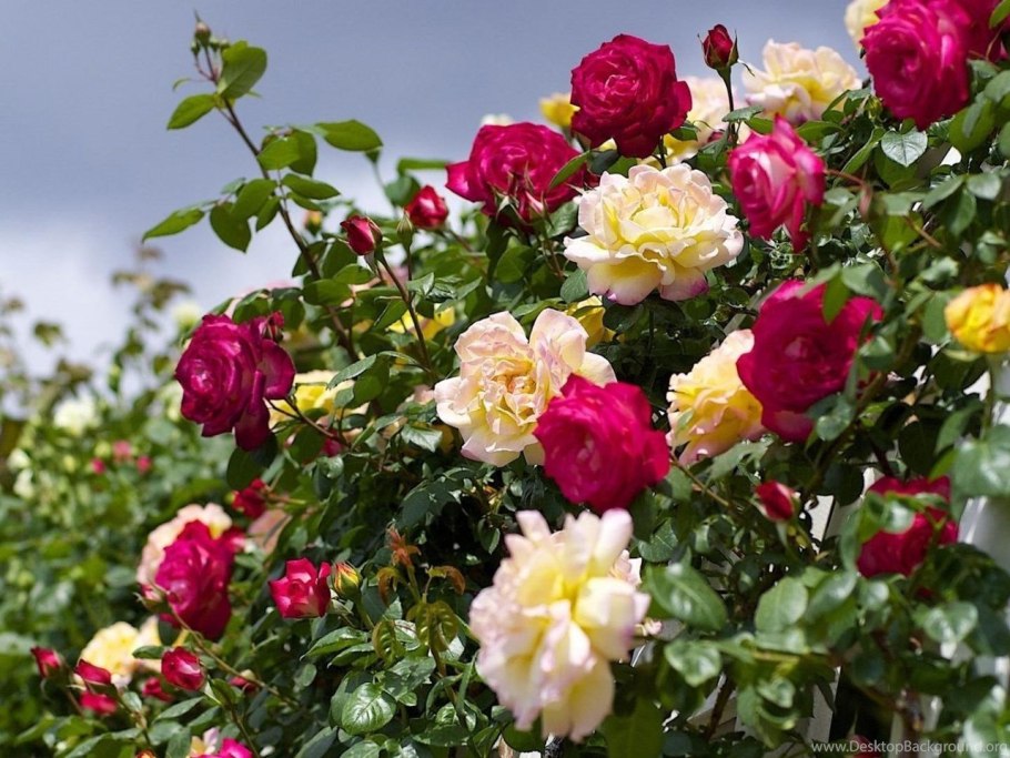 Роза мелкоцветковая кустовая