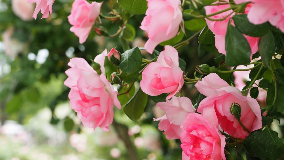 Роза голденшпас