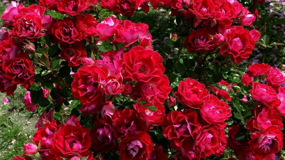 Роза плетистая красный Маяк