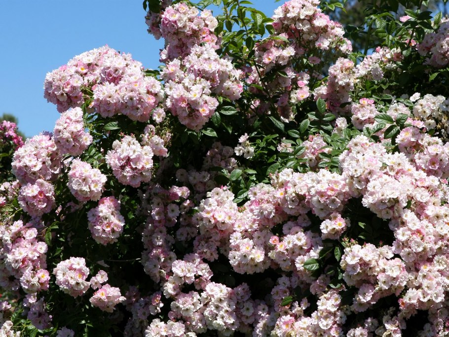 Розовые розы на кусту