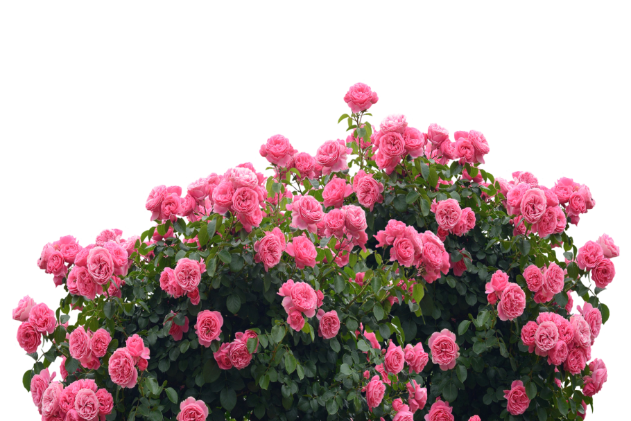 Роза Кампанелла куст