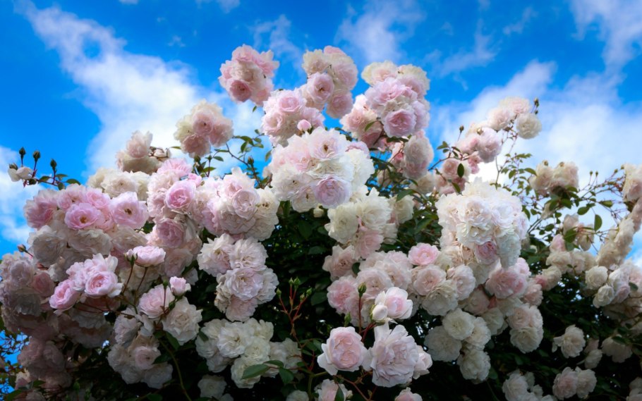 Красный розарий