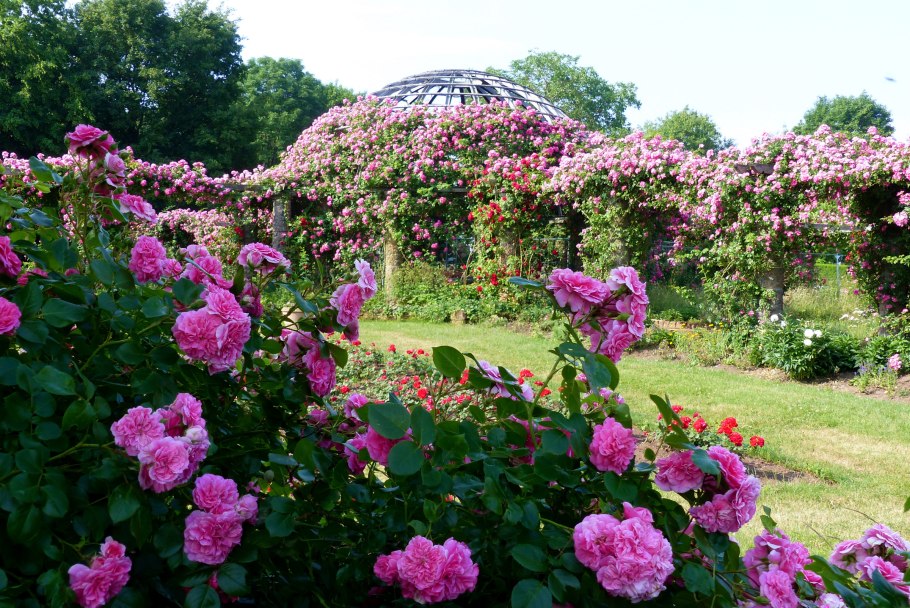 Роза Садовая кустовая мелкоцветковая