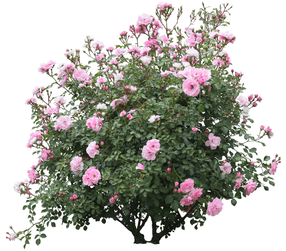 Кустовая белая роза шиповник