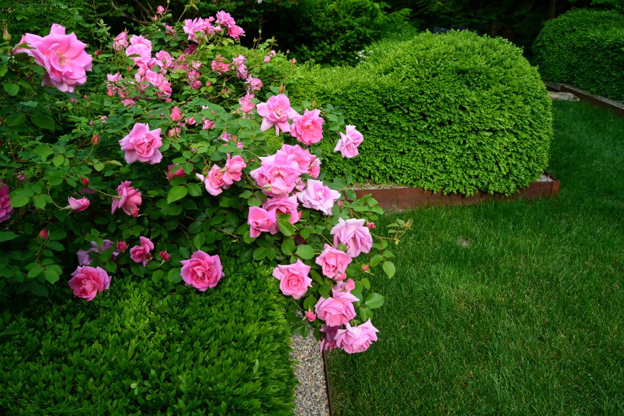 Куст шиповника роз