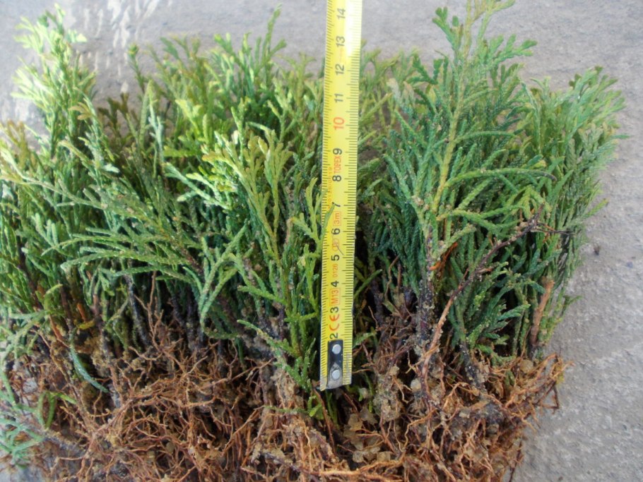 Можжевельник обыкновенный всход