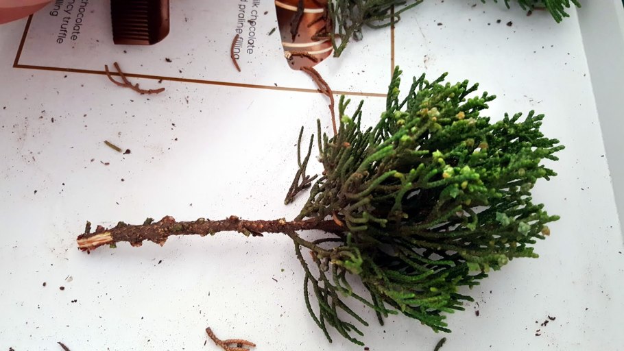 Укоренить черенки туи