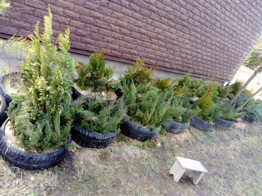 Черенкование можжевельника туи