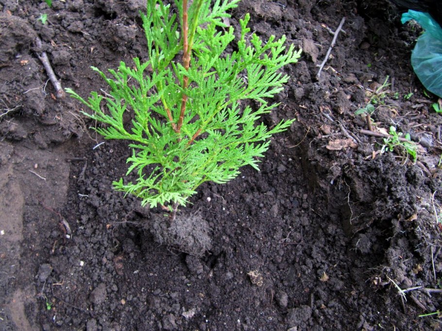 Осенняя обрезка туи Брабант