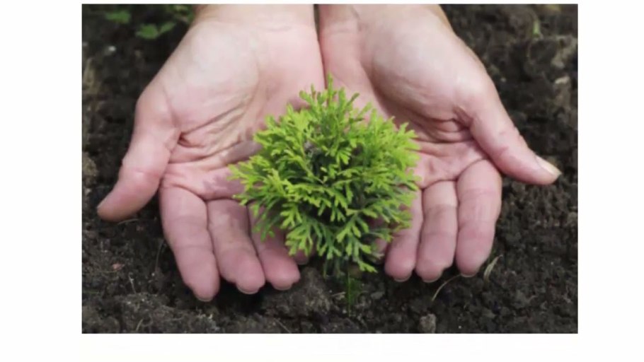 Семена мха сфагнума