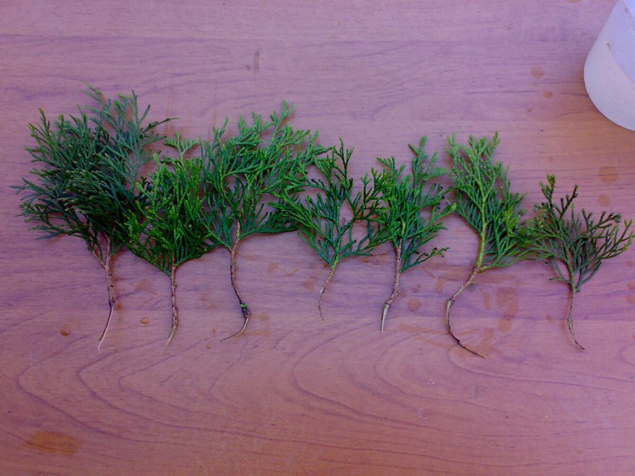 Шишки на туи Смарагд