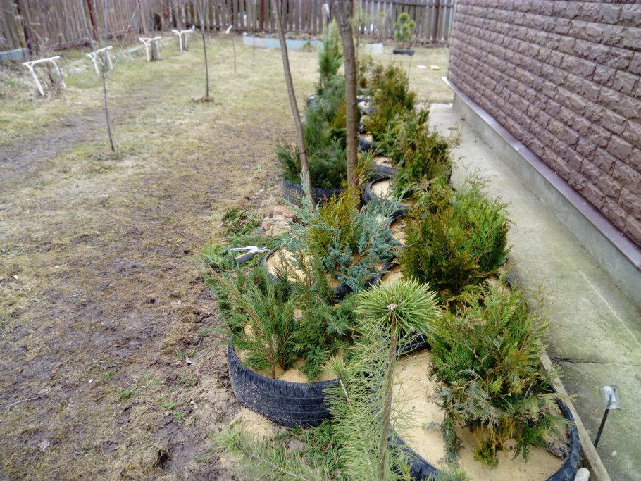 Укоренение черенков туи