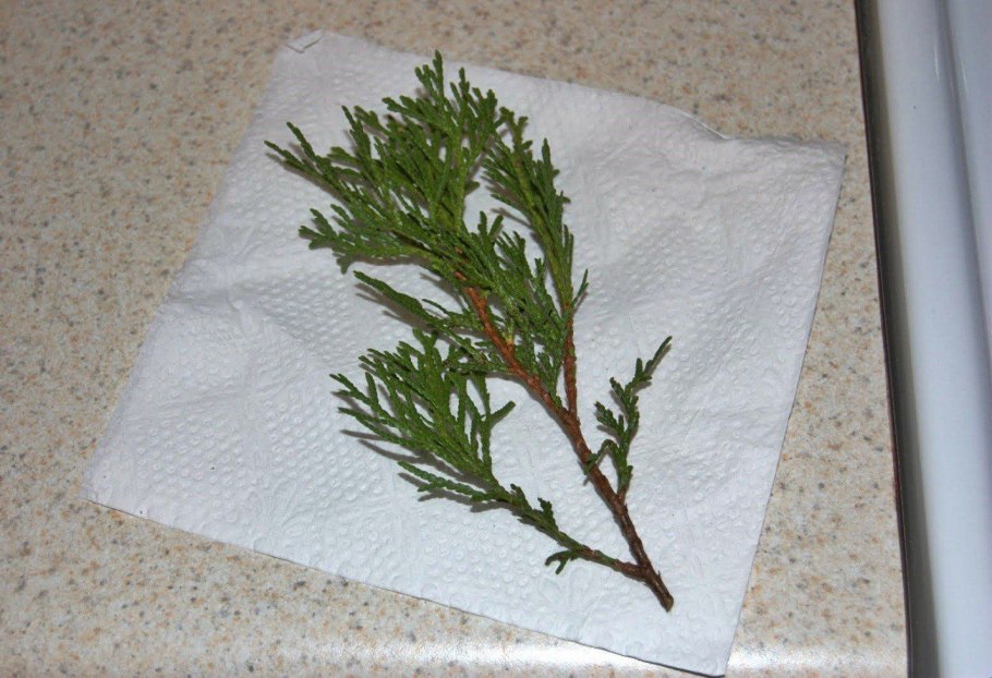 Черенкование можжевельника казацкого